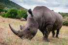 A White rhinoceros in Masai Mara Rhino Sanctuary Masai Mara National Reserve-Kenya-Africa Art Print